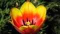 Yellow - red tulip developed Royalty Free Stock Photo